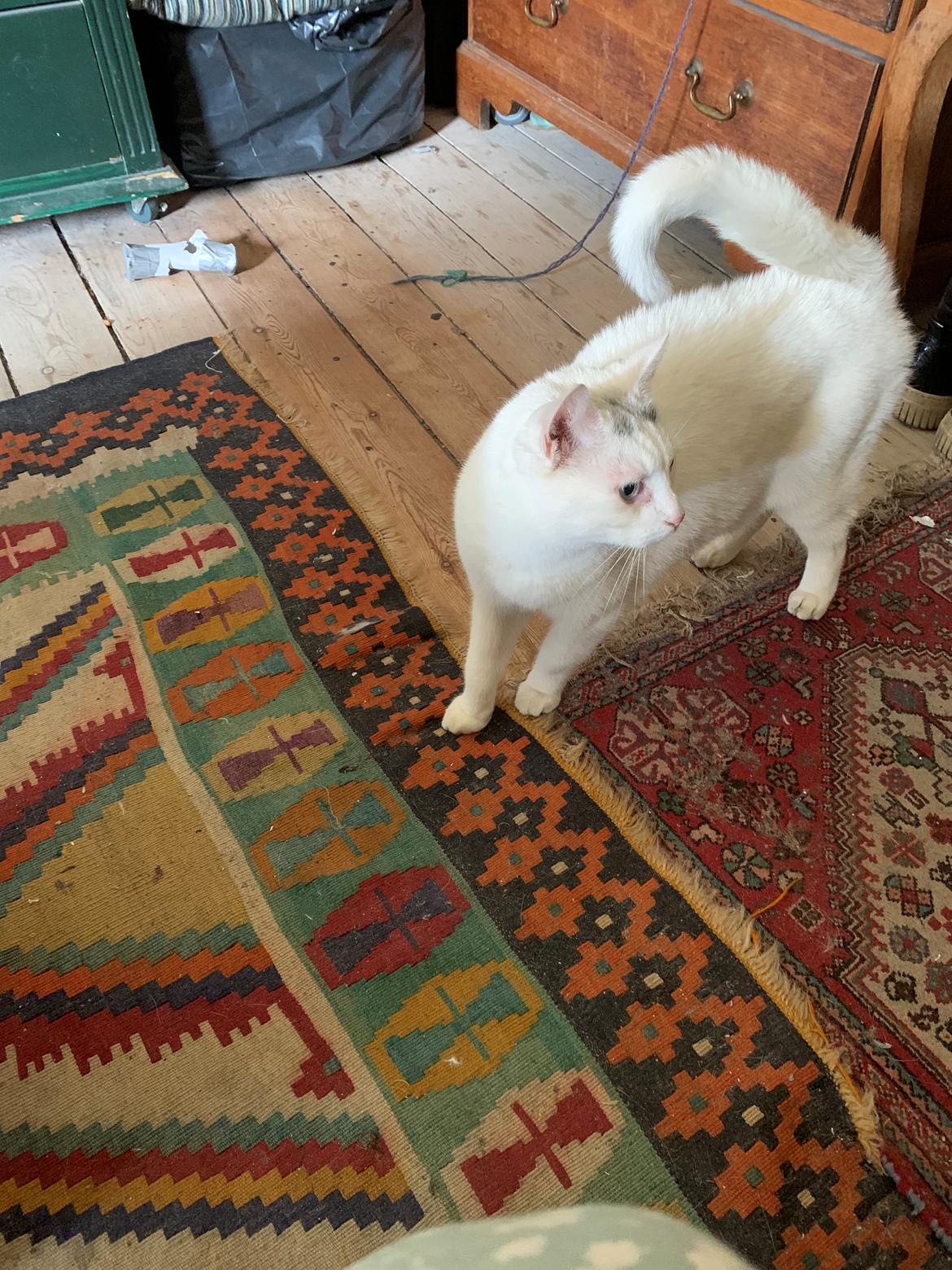 Huskat Findus billede 7