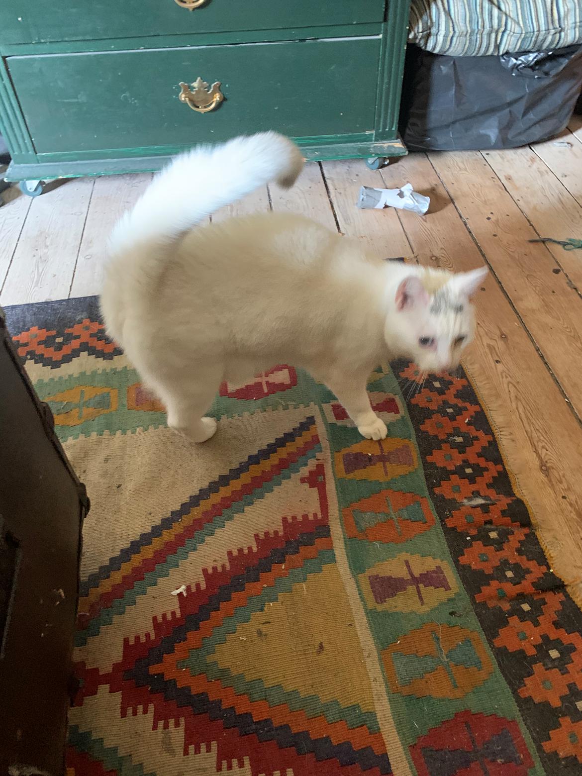 Huskat Findus billede 8