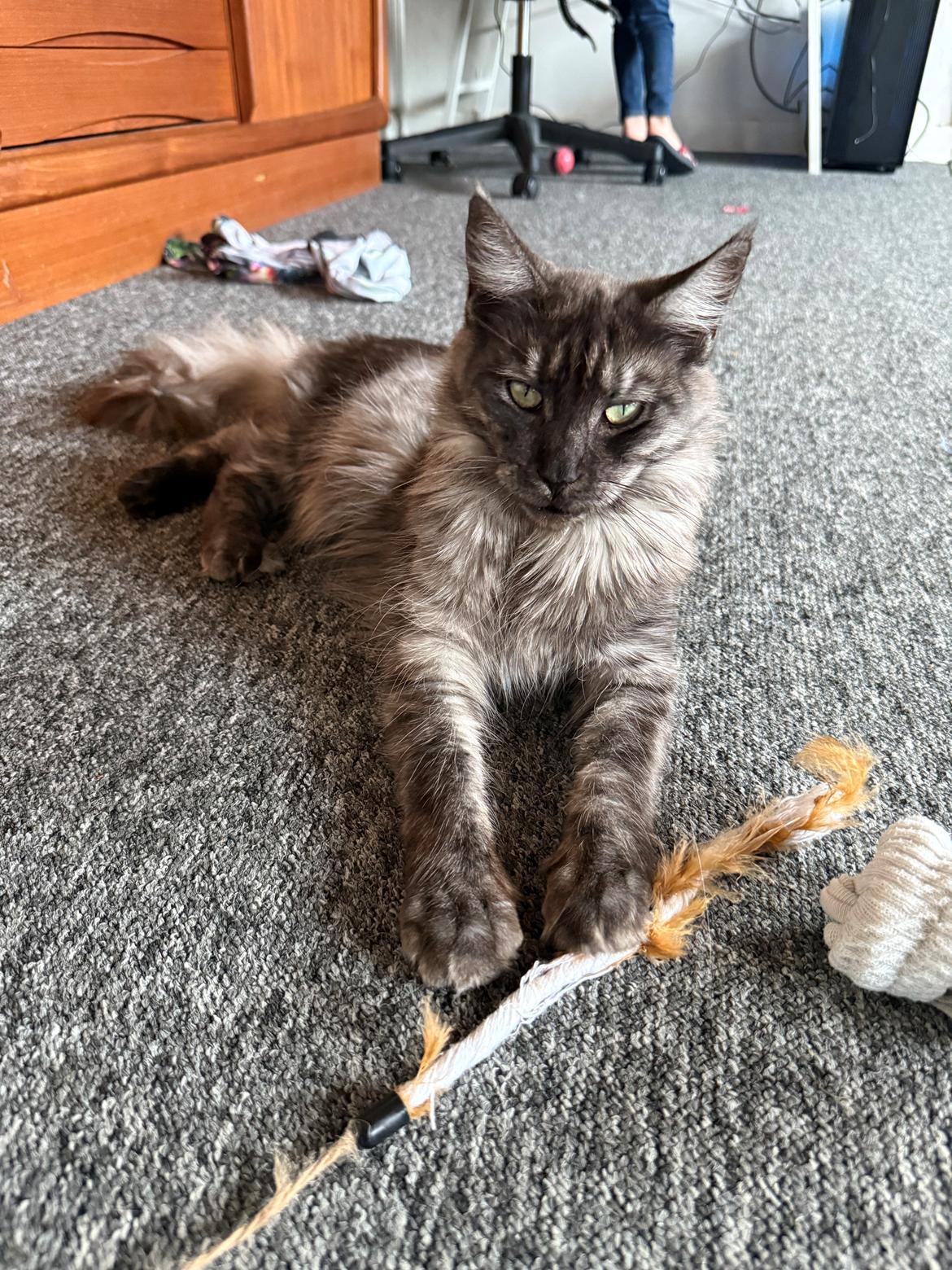 Maine Coon Sisi Aflivet d 25/8-26 billede 25