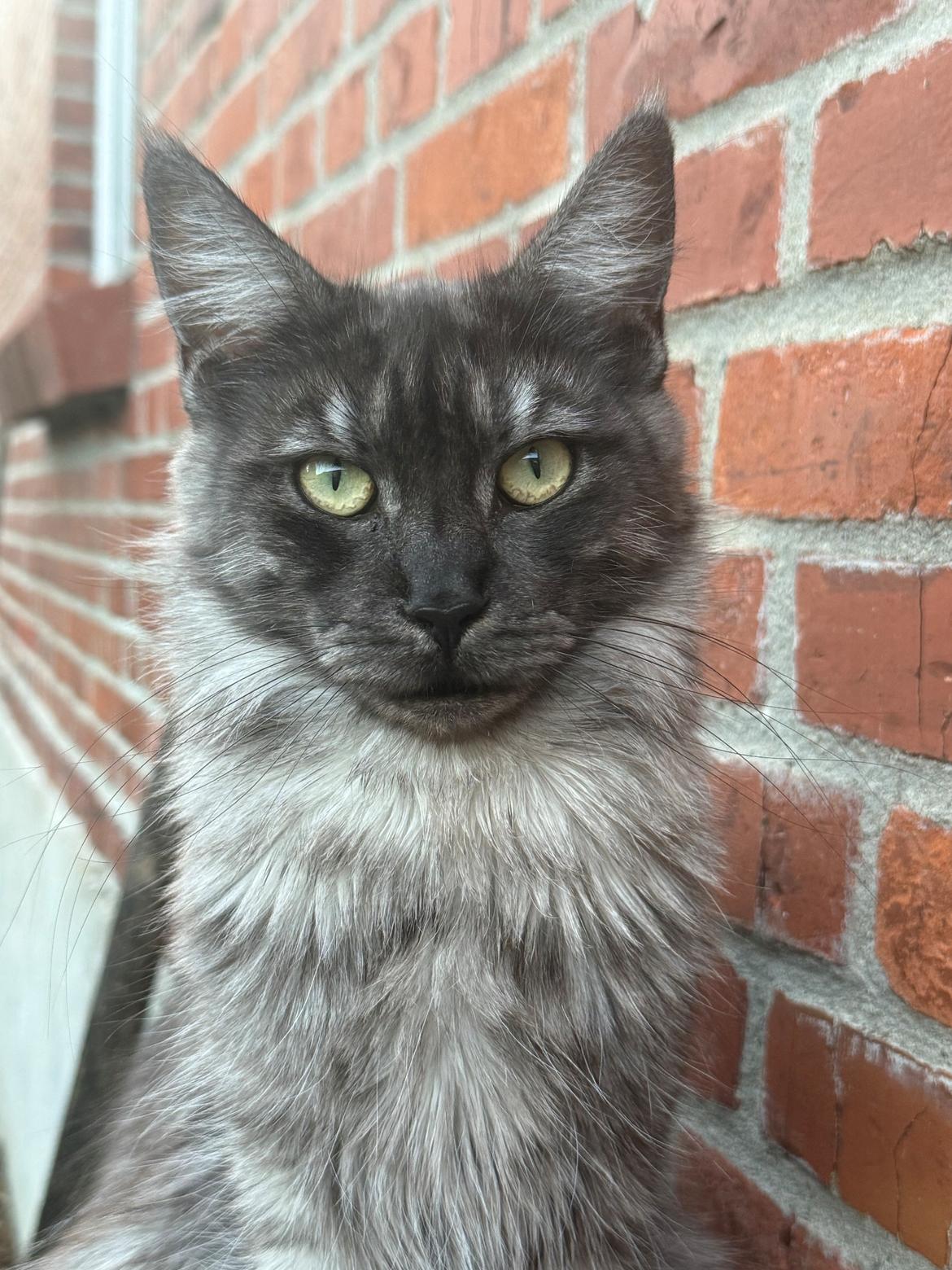 Maine Coon Sisi Aflivet d 25/8-26 billede 26