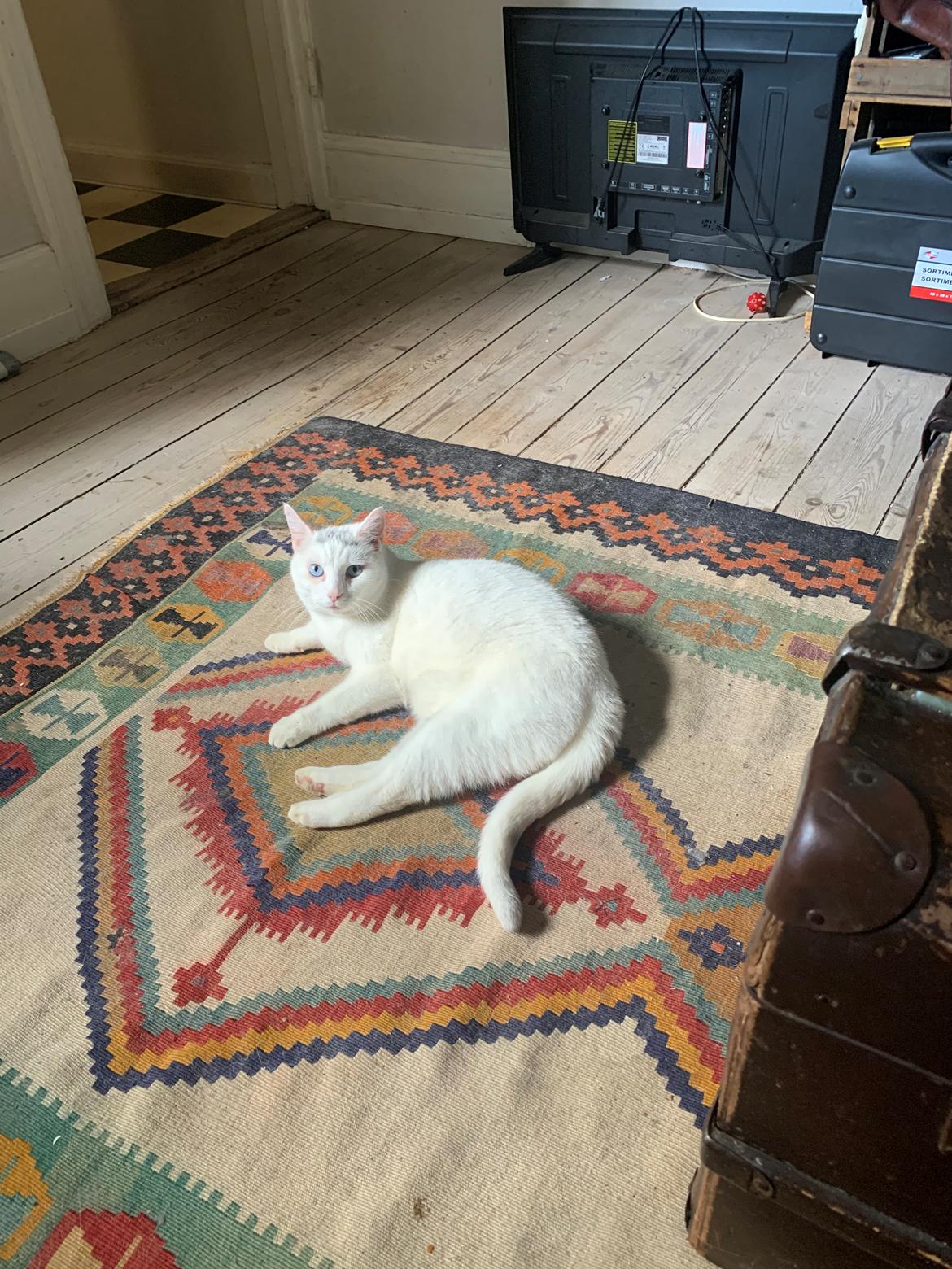 Huskat Findus billede 10