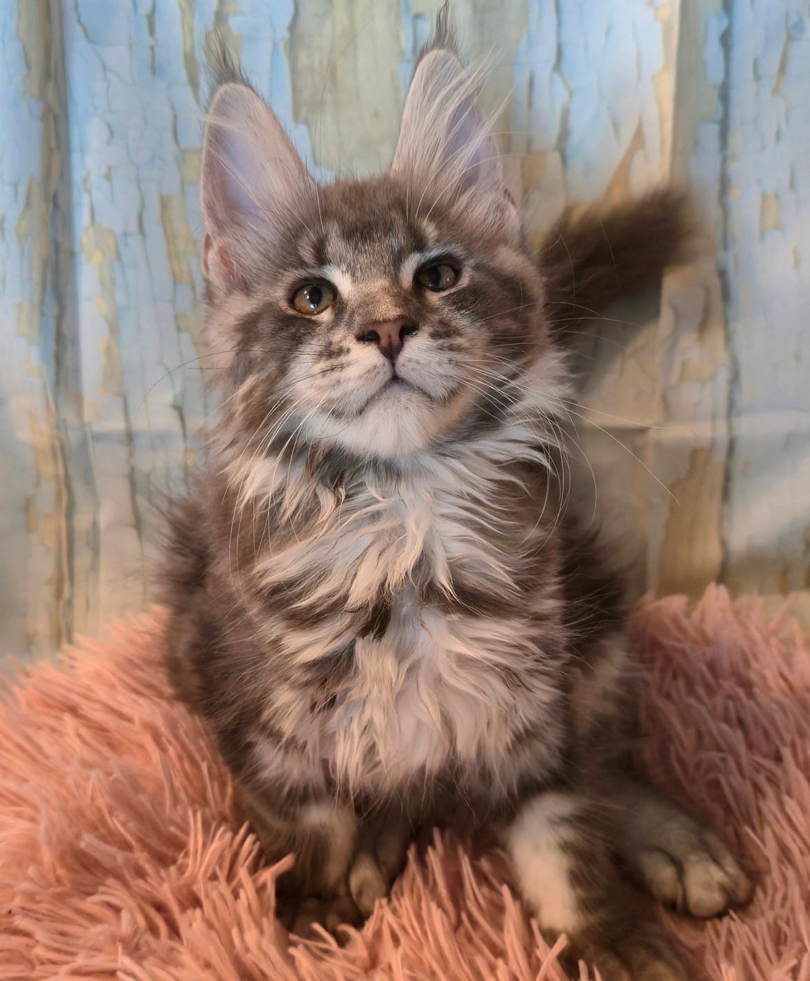 Maine Coon Blackangel's Dragon Tears billede 2