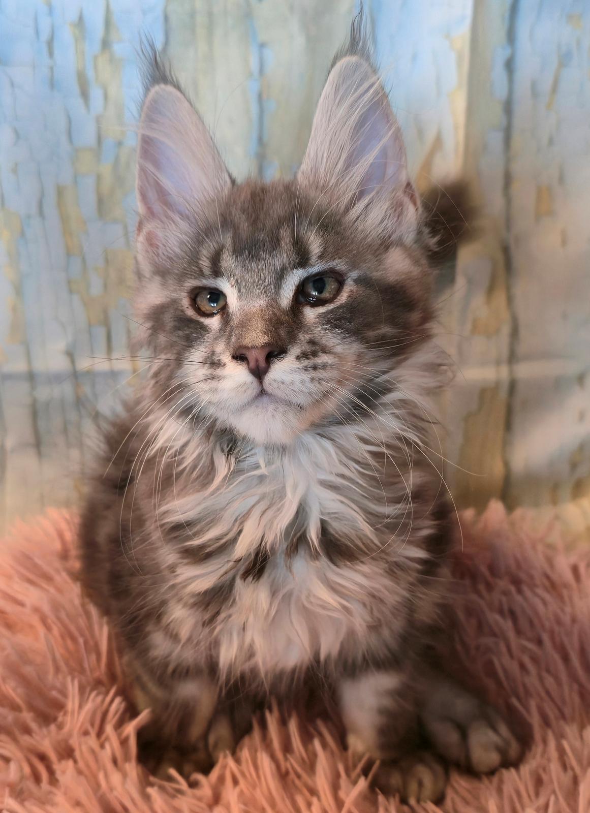 Maine Coon Blackangel's Dragon Tears billede 3