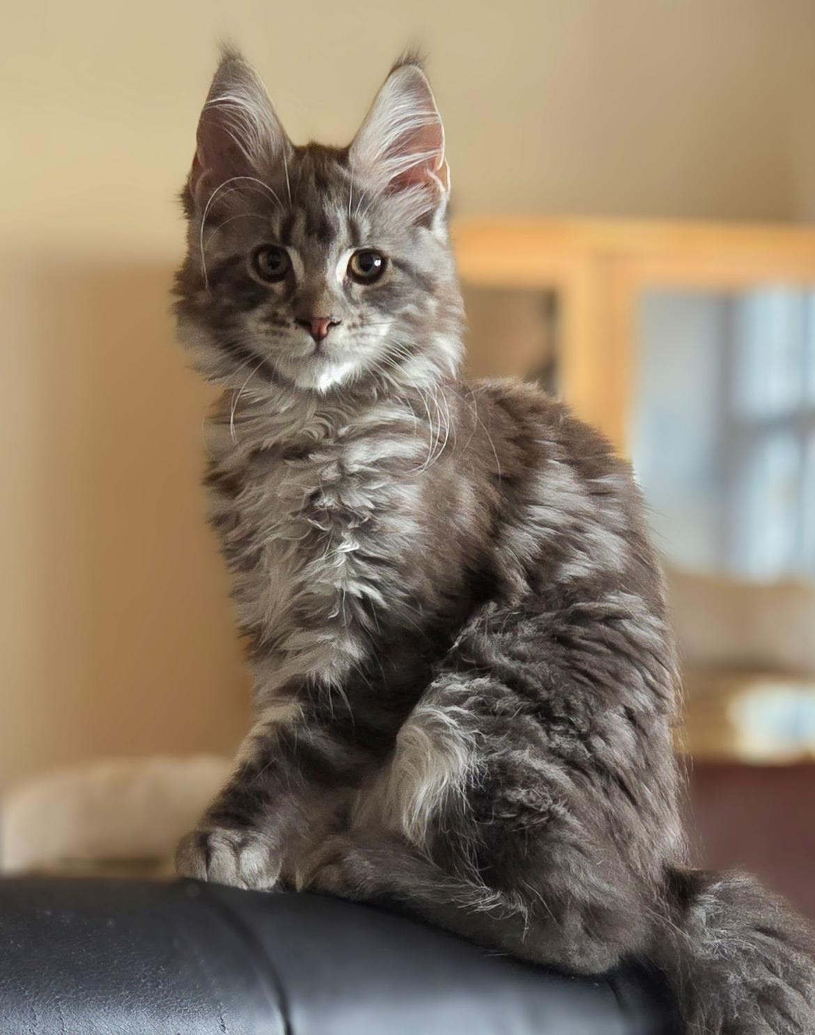 Maine Coon Blackangel's Dragon Tears billede 1