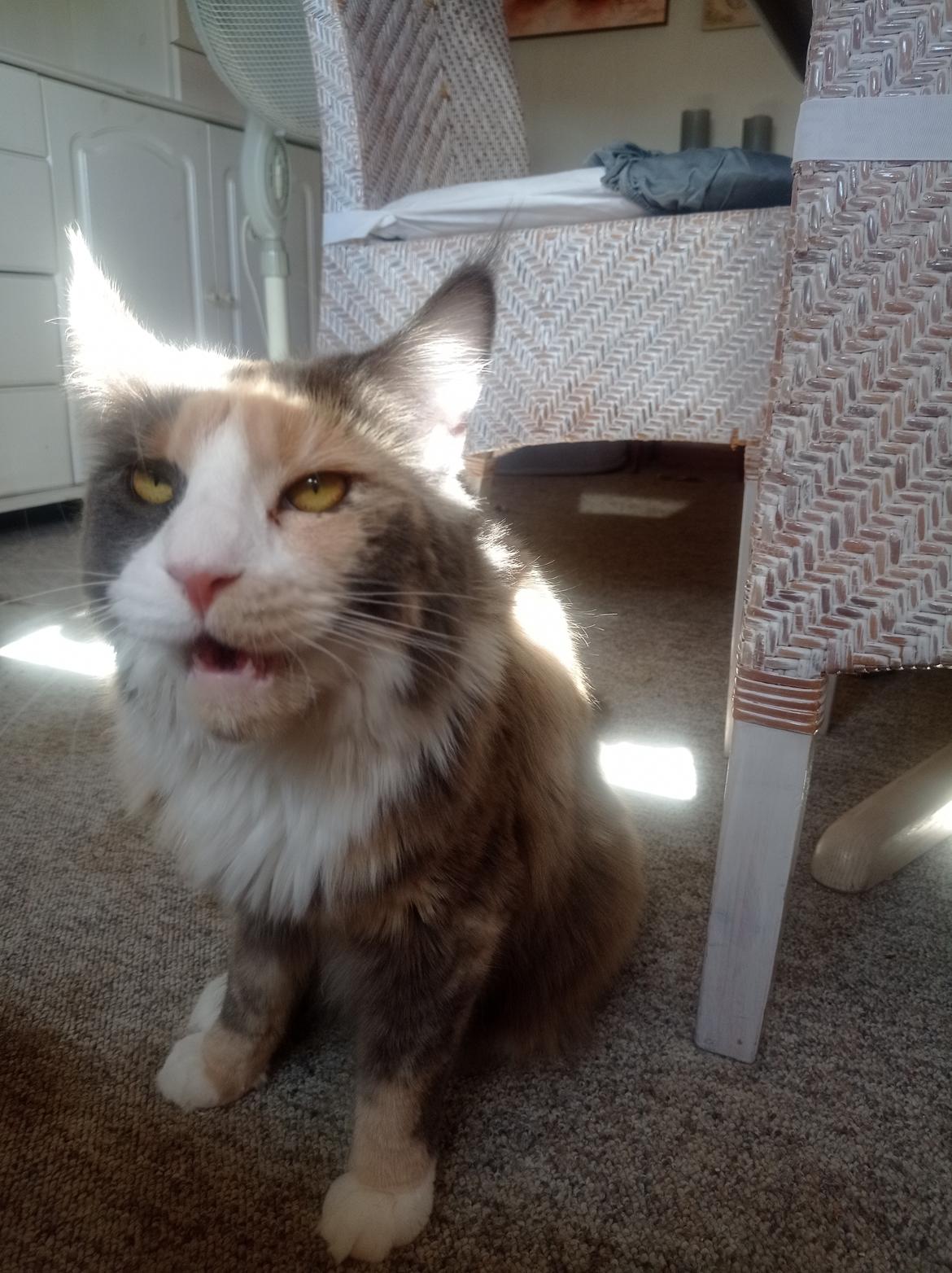 Maine Coon Black angels Holly Gibney billede 1