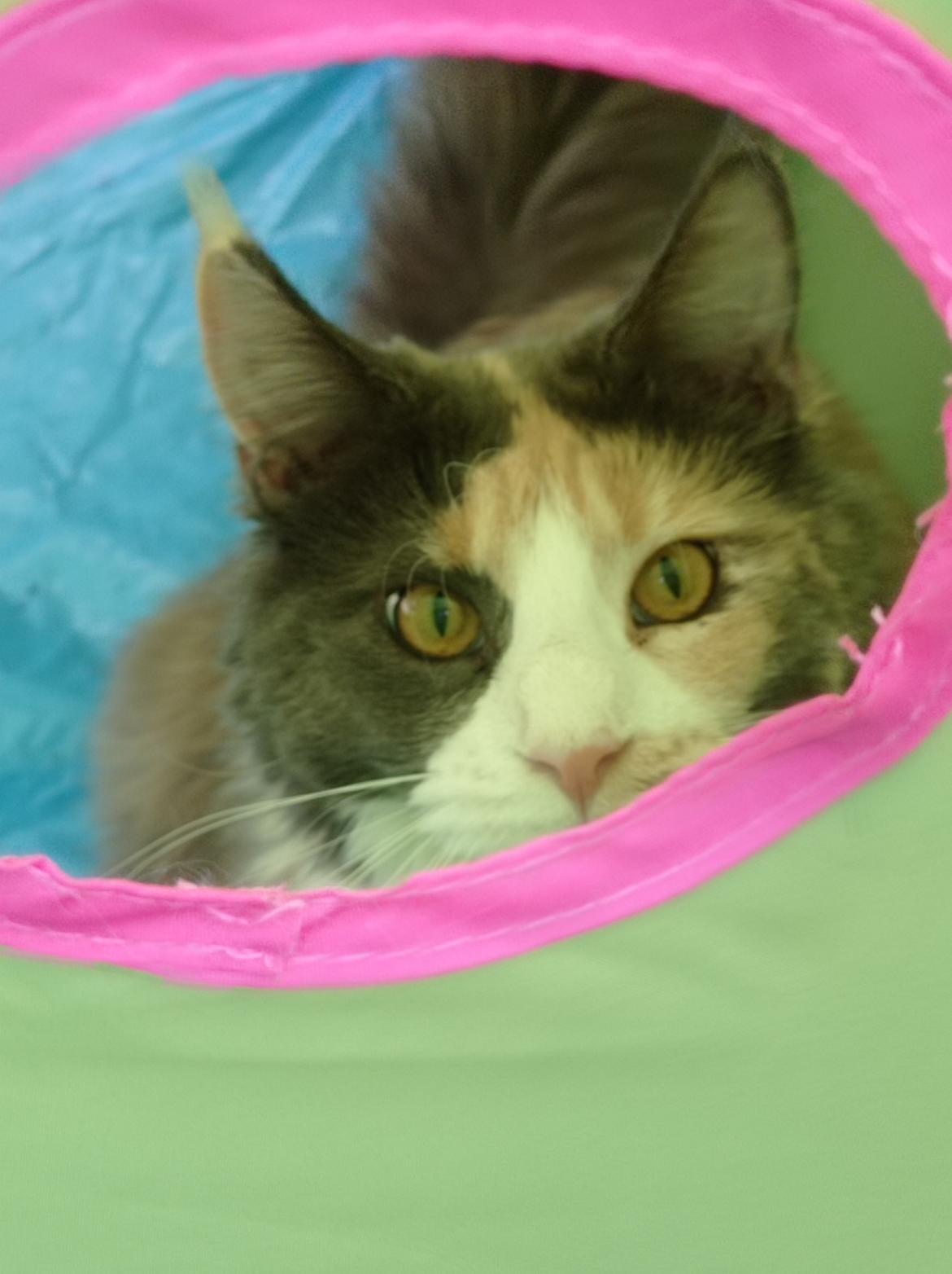 Maine Coon Black angels Holly Gibney billede 3