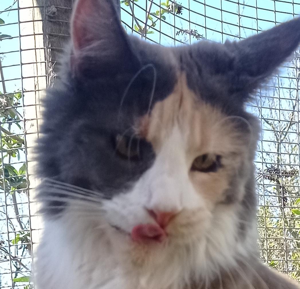 Maine Coon Black angels Holly Gibney billede 5