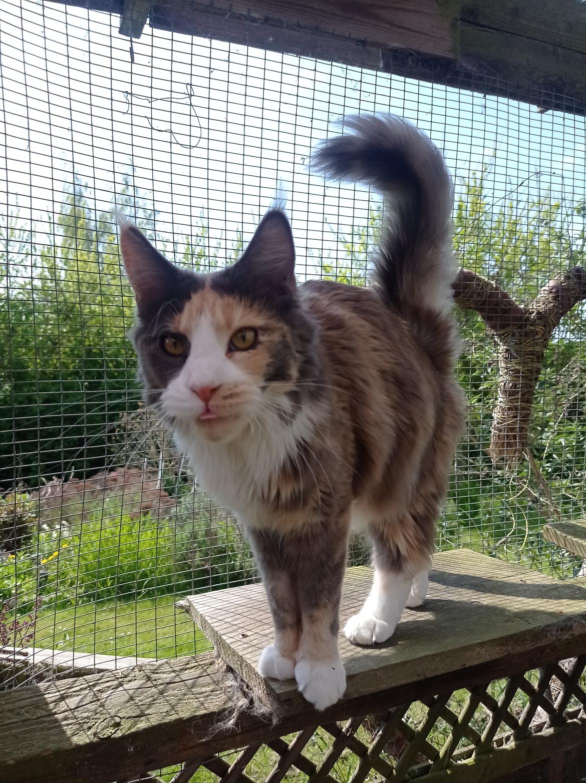 Maine Coon Black angels Holly Gibney billede 4