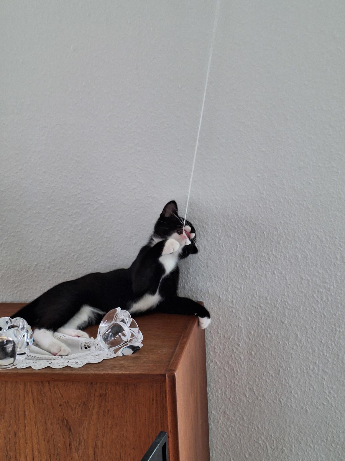 Huskat Malthe  billede 1