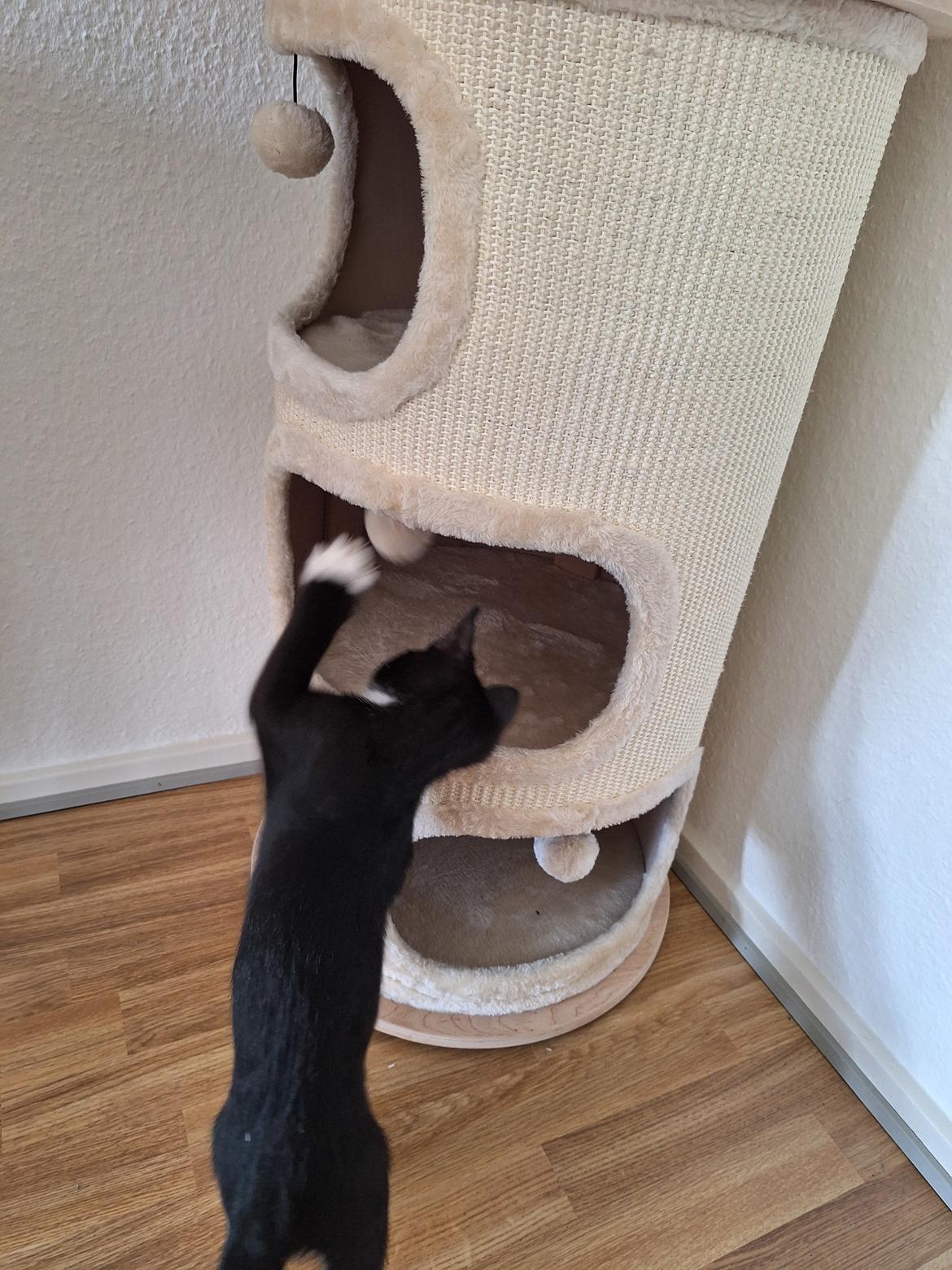 Huskat Malthe  billede 5