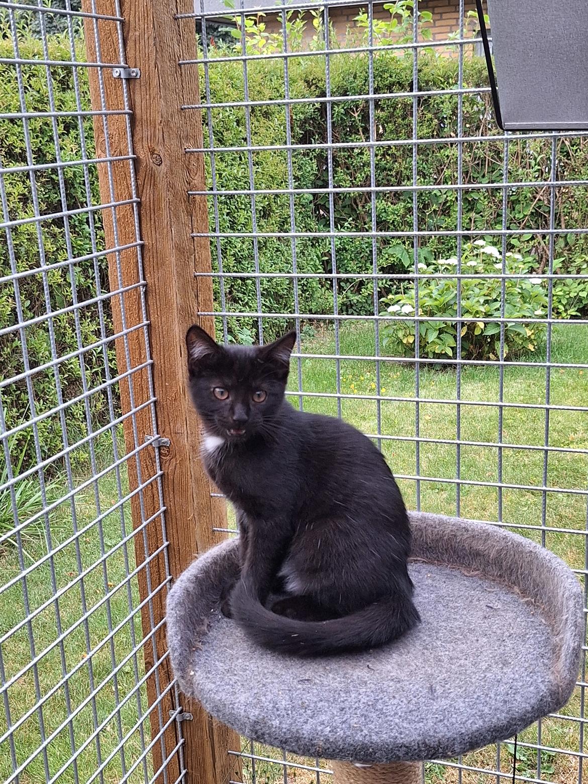 Huskat Maja billede 3