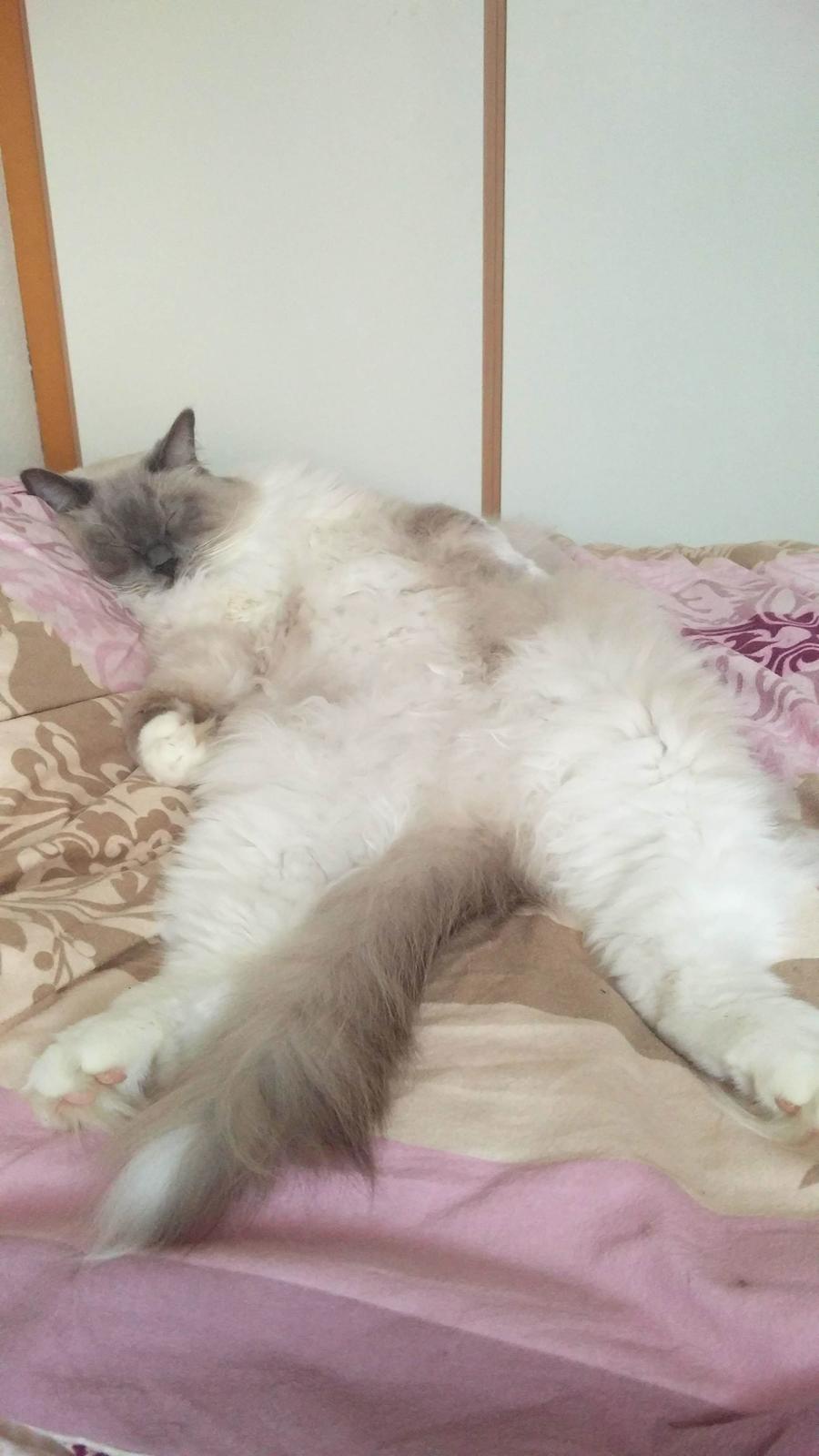 Ragdoll Bowie (mithefar) billede 1