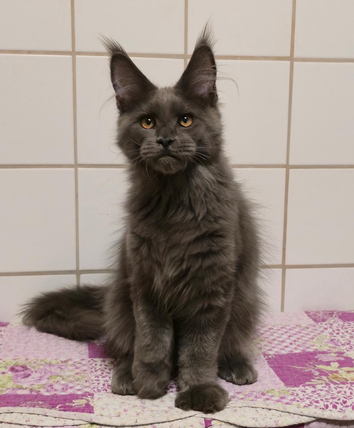 Maine Coon Perfect Giant's Thunder billede 1