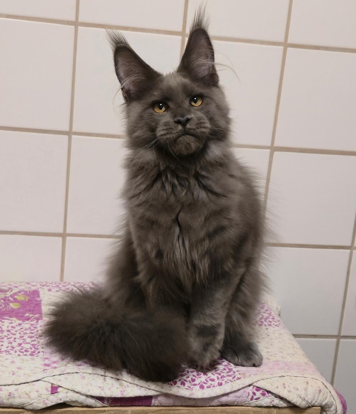 Maine Coon Perfect Giant's Thunder billede 2