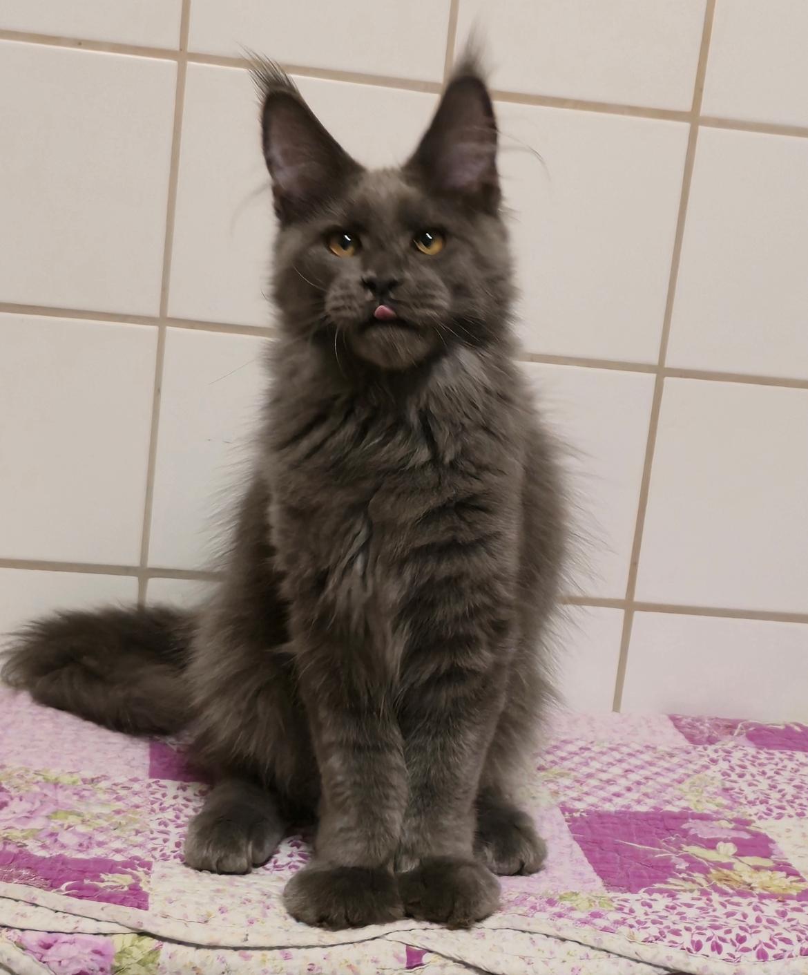 Maine Coon Perfect Giant's Thunder billede 3