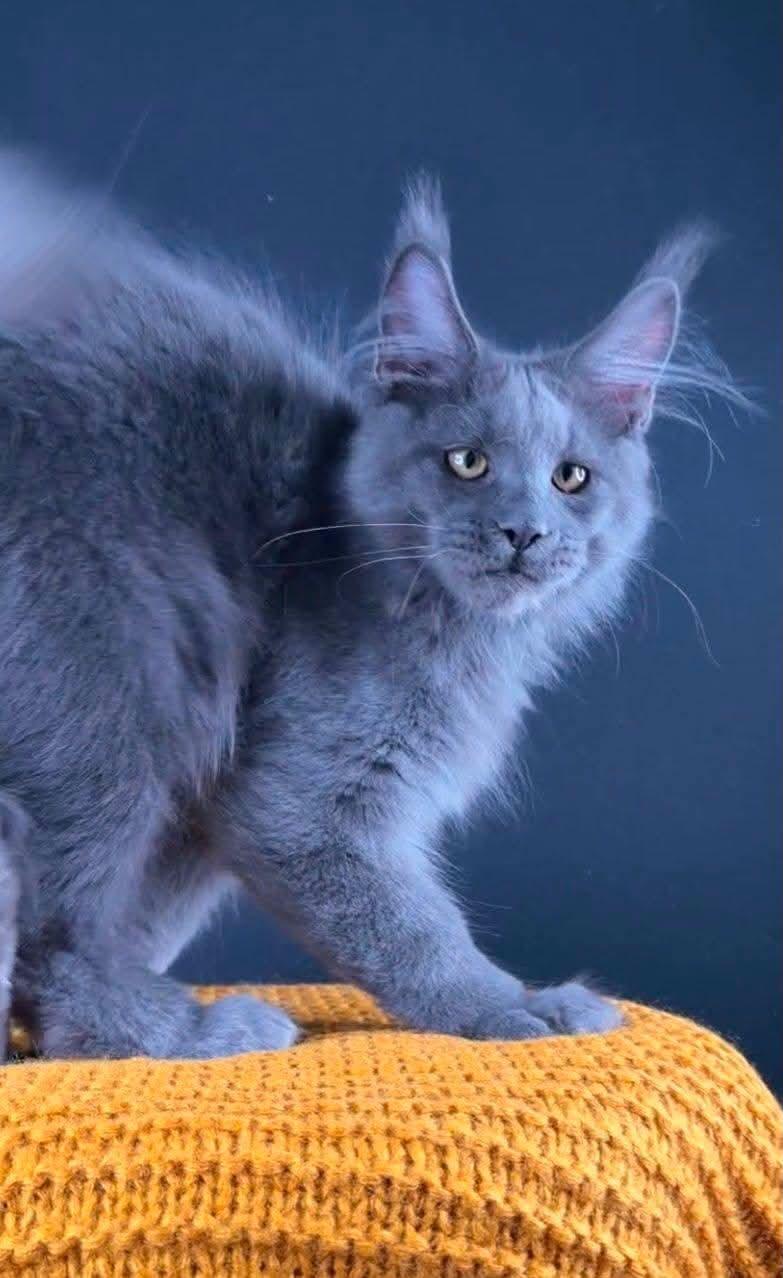 Maine Coon Perfect Giant's Thunder billede 4