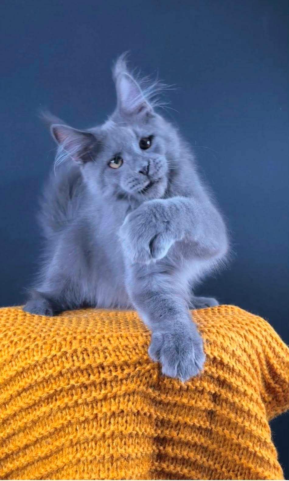 Maine Coon Perfect Giant's Thunder billede 5
