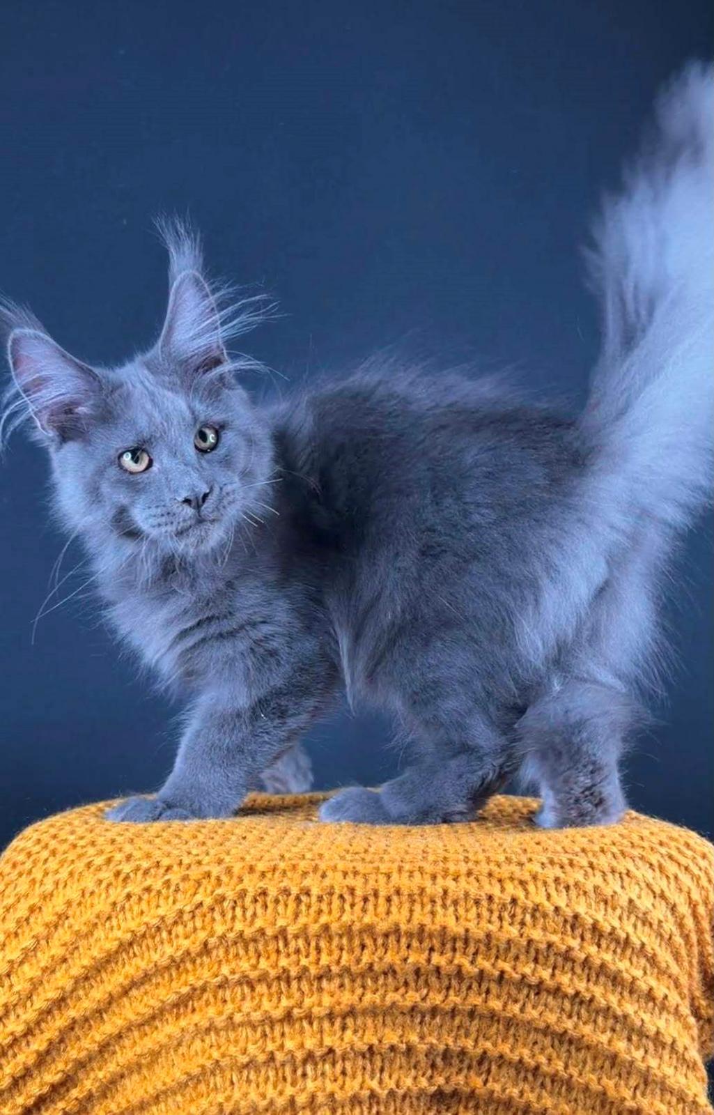 Maine Coon Perfect Giant's Thunder billede 6