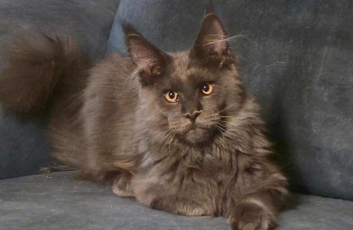 Maine Coon Perfect Giant's Thunder billede 4