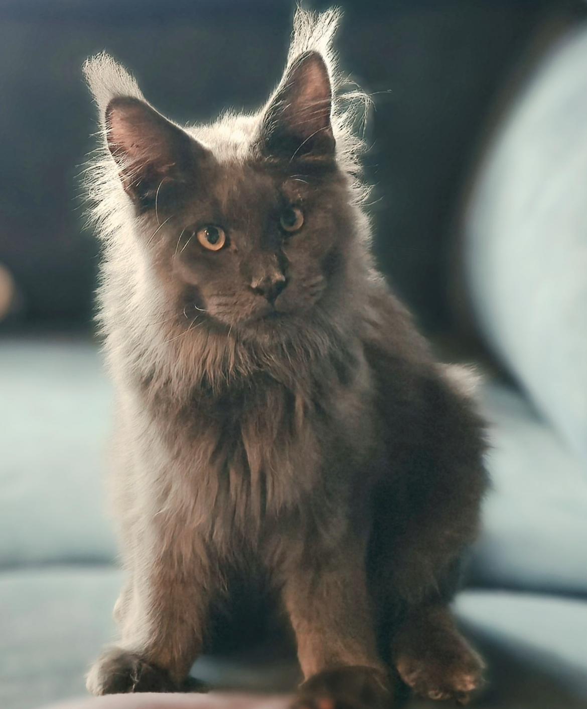 Maine Coon Perfect Giant's Thunder billede 6