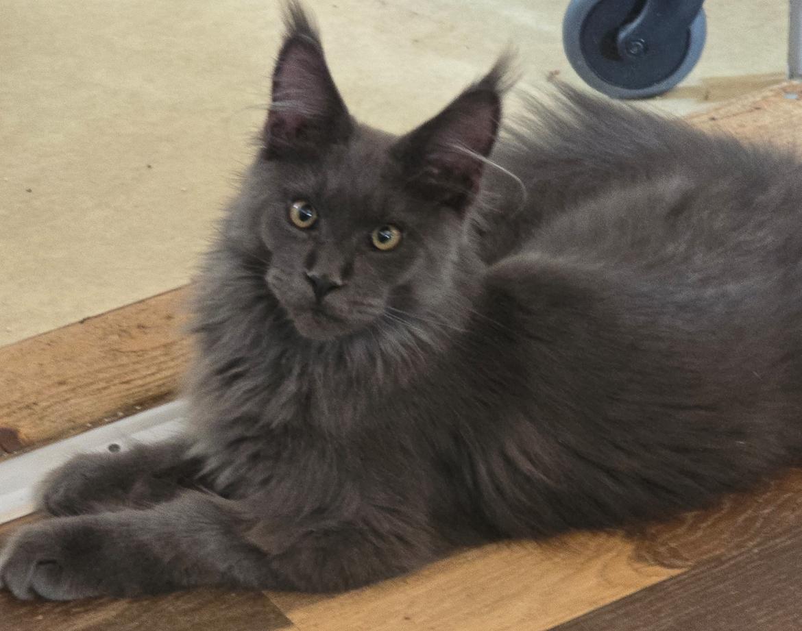 Maine Coon Perfect Giant's Thunder billede 5