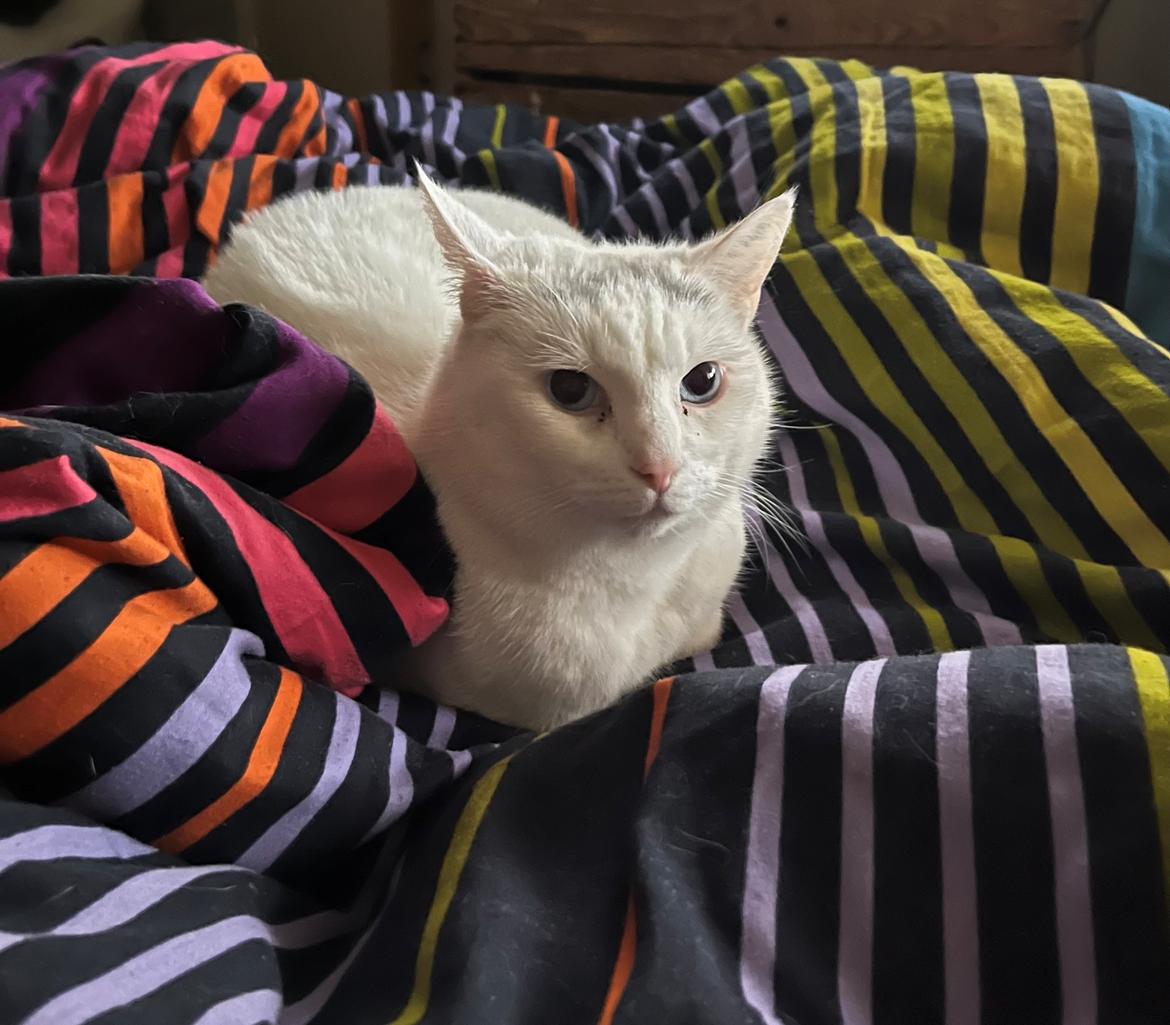 Huskat Findus  billede 1