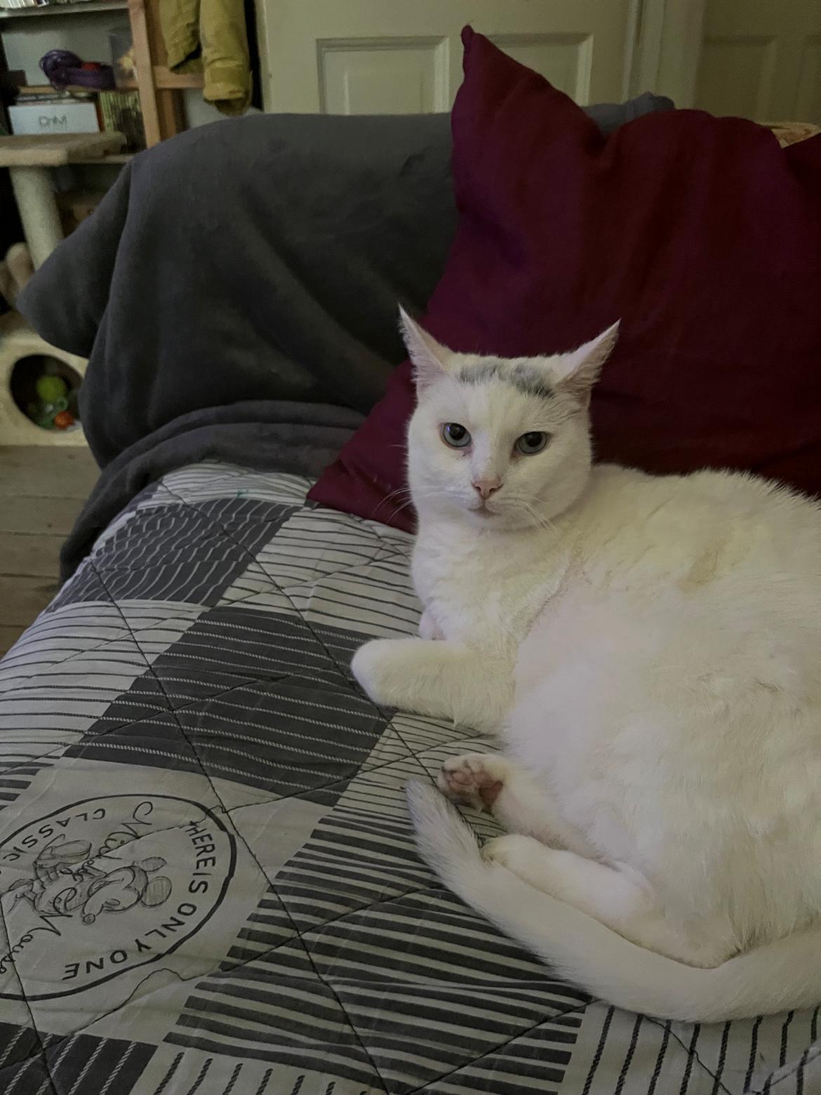 Huskat Findus  billede 3