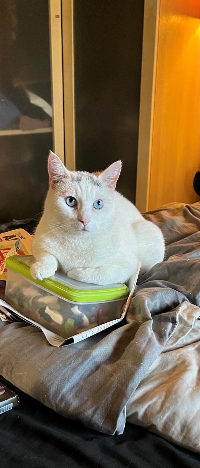 Huskat Findus  billede 4