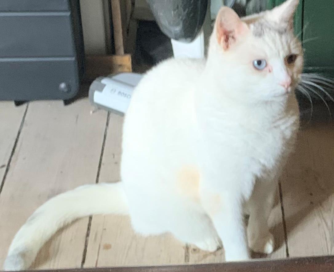 Huskat Findus  billede 5