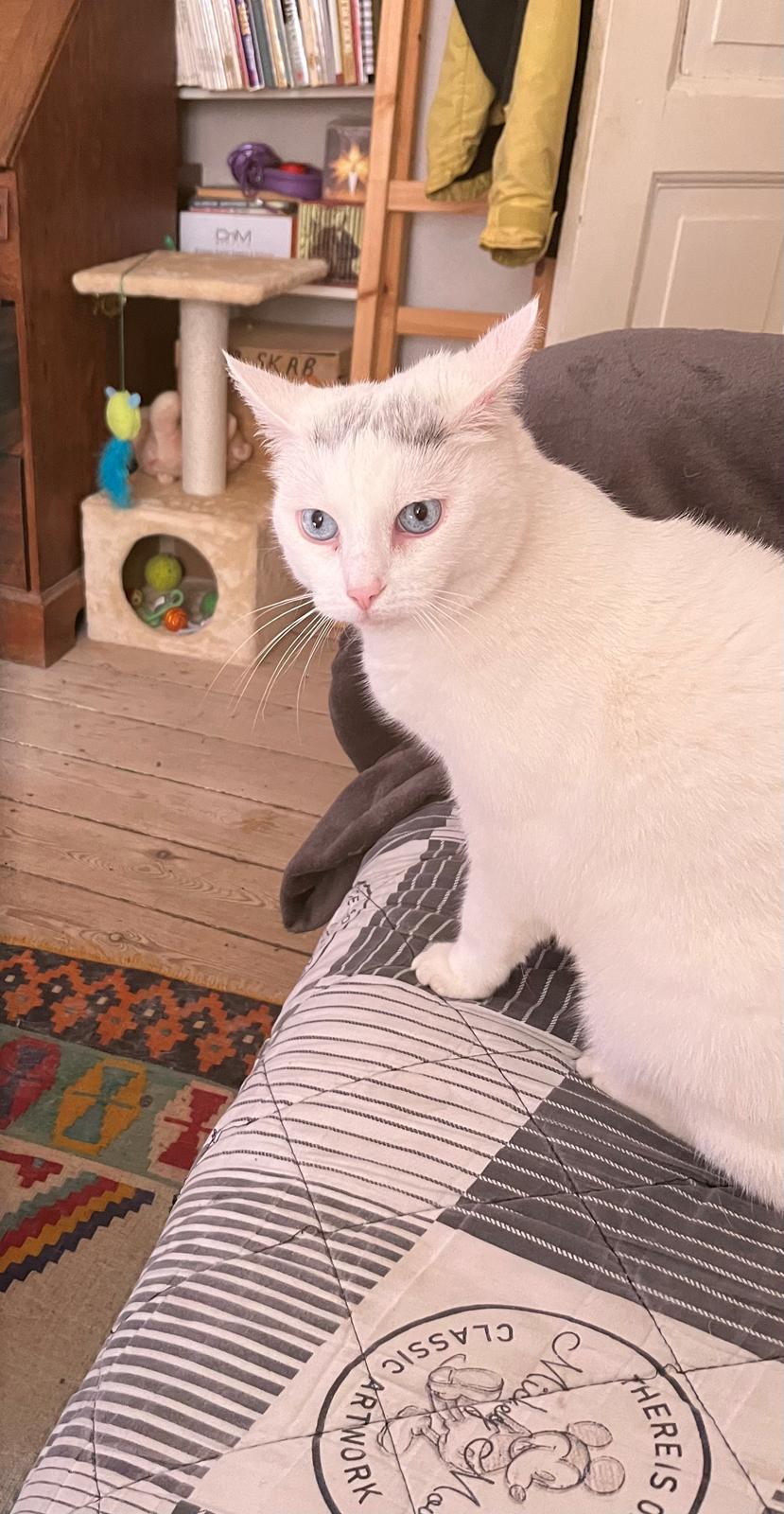 Huskat Findus  billede 2