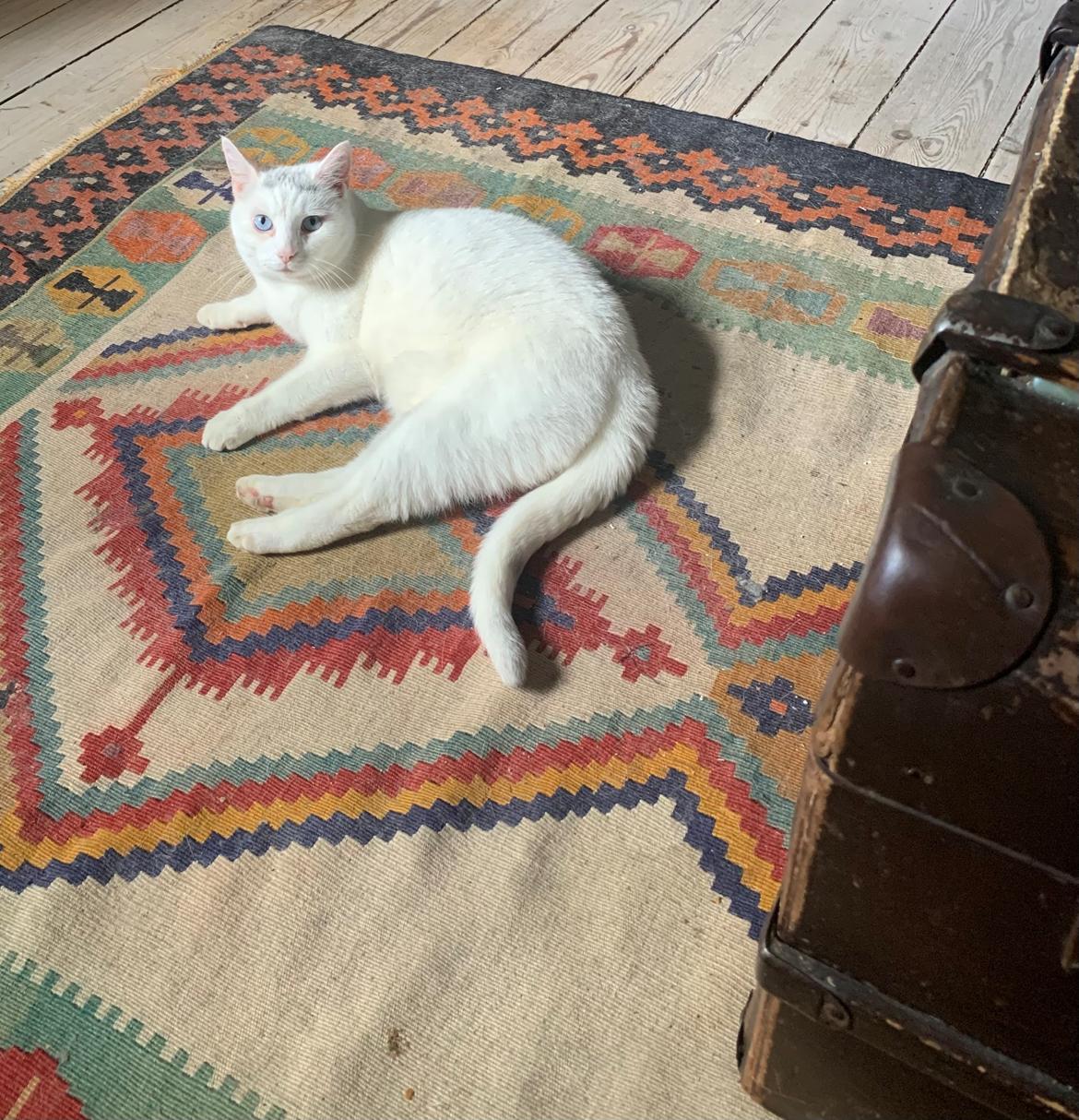 Huskat Findus  billede 6