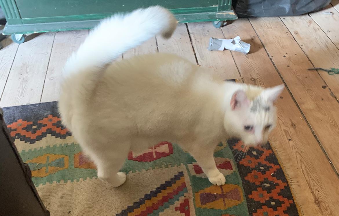 Huskat Findus  billede 7