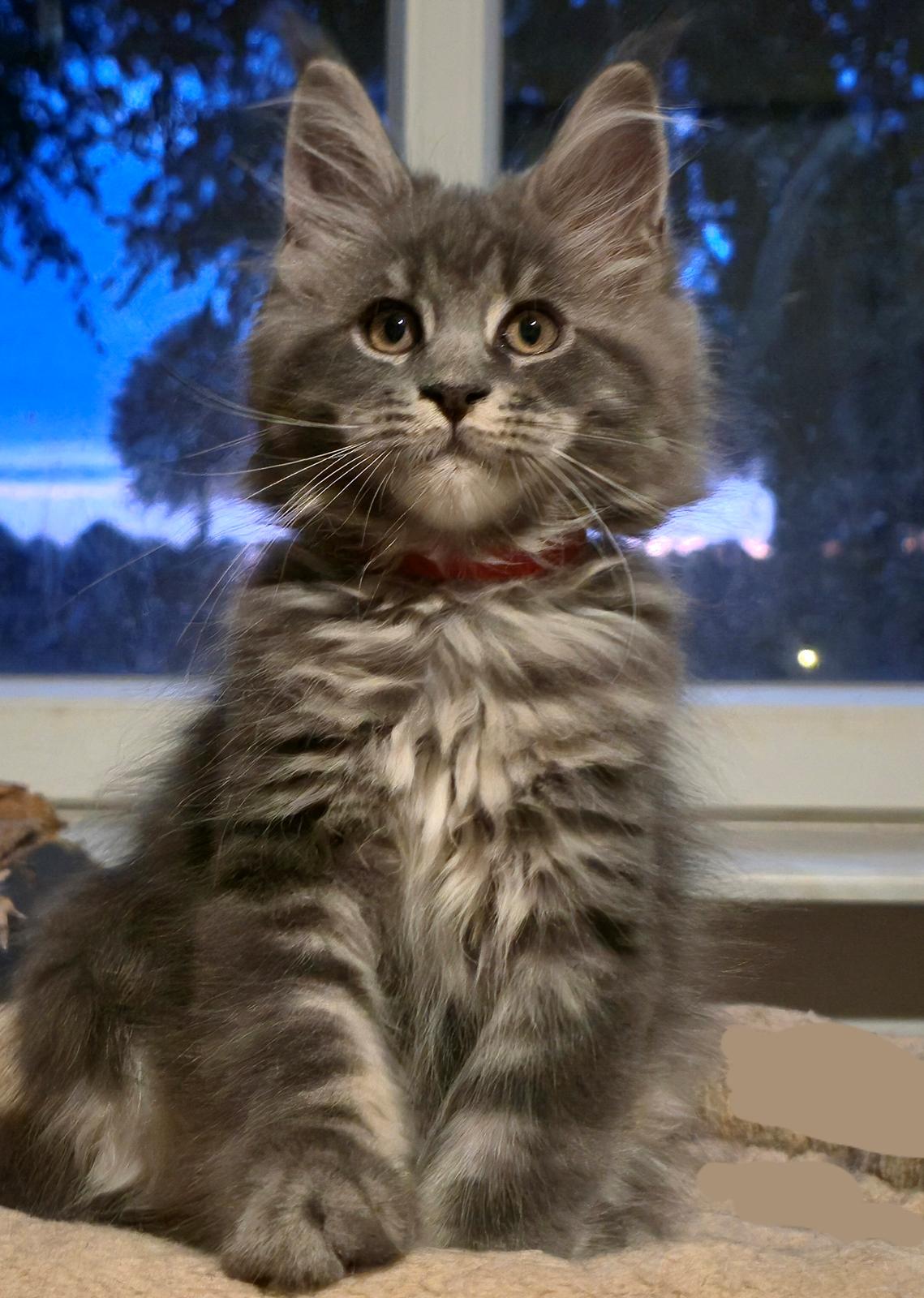 Maine Coon Blackangel's Diamond  billede 3