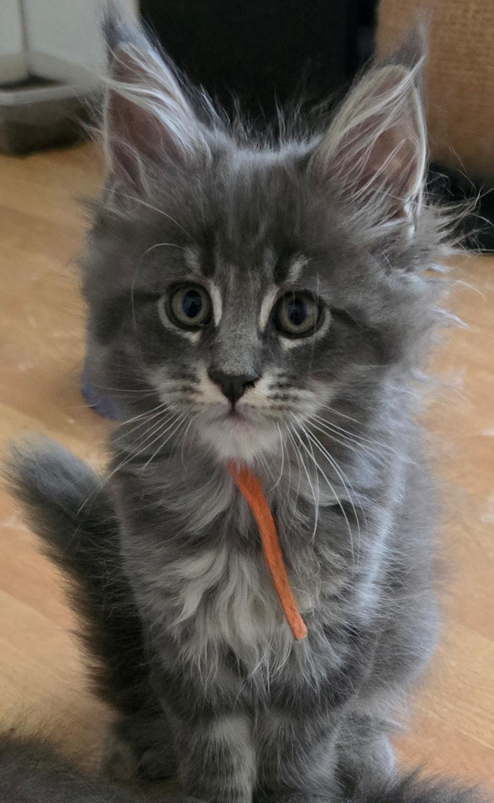 Maine Coon Blackangel's Diamond  billede 4