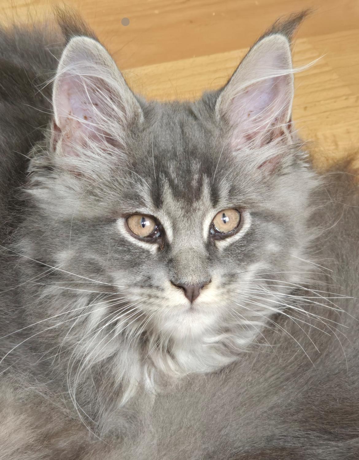 Maine Coon Blackangel's Diamond  billede 2