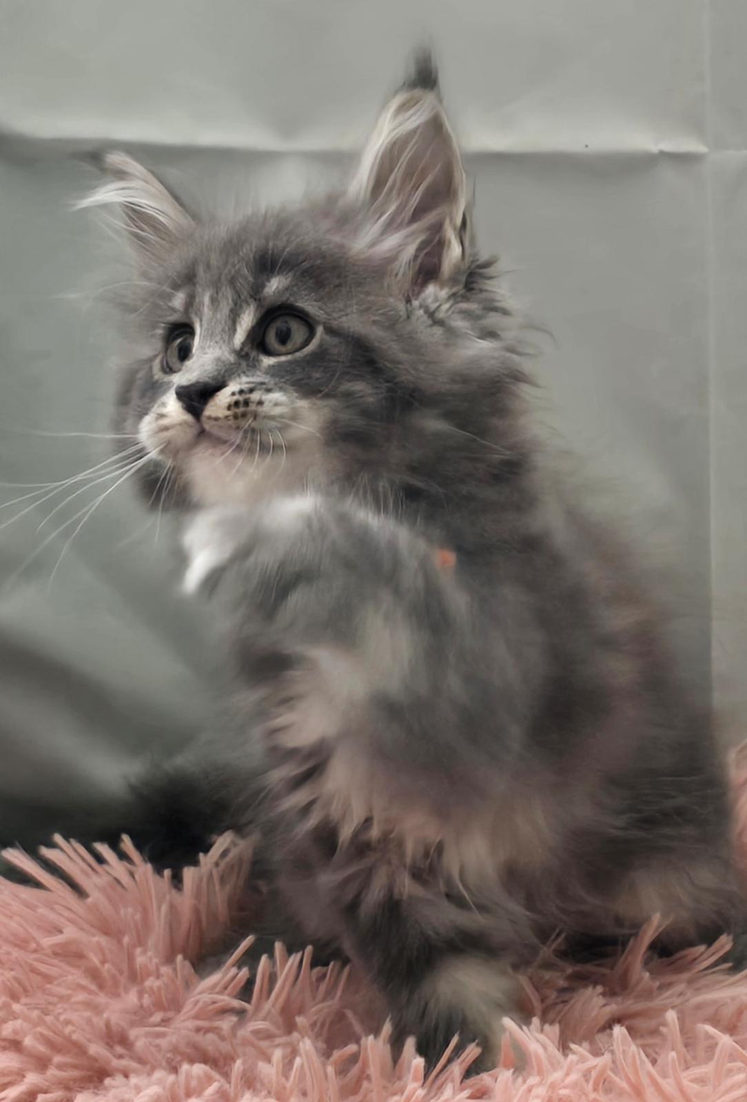 Maine Coon Blackangel's Diamond  billede 6