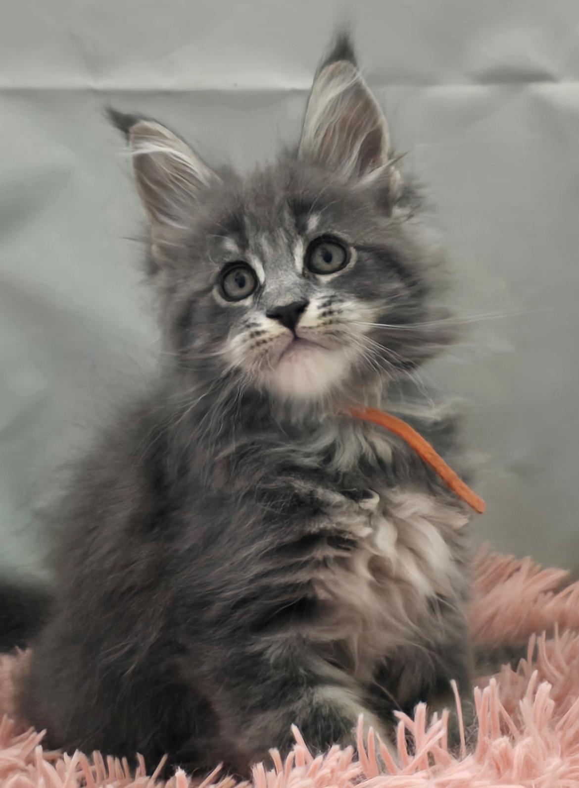 Maine Coon Blackangel's Diamond  billede 5