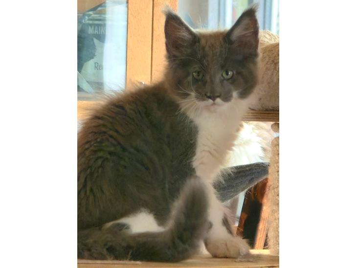 {{currentPhoto.altText}} billede {{currentPhoto.number}}