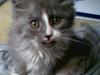Maine Coon Queen Lazy