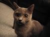British Shorthair Røskva