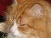 Maine Coon Lucas