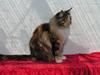 Maine Coon Supernova`s Ayla