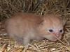 Huskat Bellis [{(*'Død'*)}]   