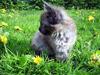 Maine Coon Muserne`s Eros