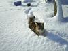 Maine Coon CruntryCat`s Fantasy