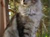 Maine Coon DK Proud Danish Beauti [Tidl. kat]
