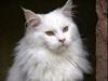 Maine Coon Vulcain De La Chapelle...