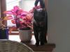 Huskat Molly