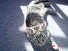 Huskat Ozzy R.I.P.