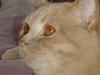 British Shorthair Kasae's Donnovan